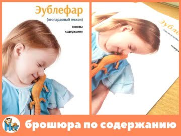 Брошюра по содержанию эублефара Image 0