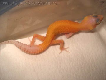 RAPTOR Ruby Eyes Image 2