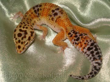 Tangerine Image 3