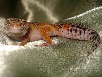 Tangerine Image 2