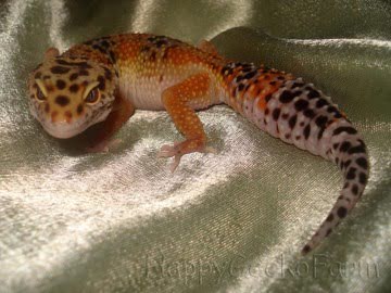 Tangerine Image 1