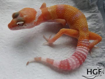 ТTA poss Sunglow Image 1