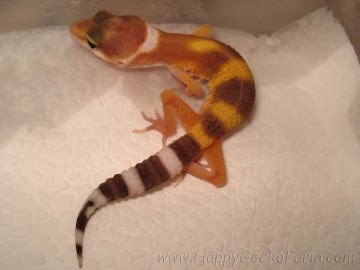 Tangerine poss Emerald Image 9
