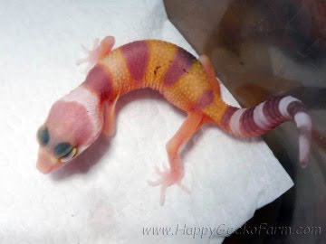 Sunglow poss Electric Image 7