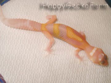 RAPTOR  Ruby Eyes Image 0