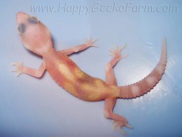 RAPTOR Ruby Eyes Image 2