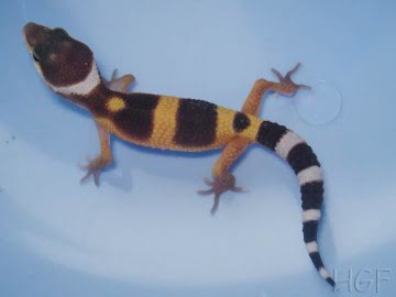 SHT poss Electric Image 5