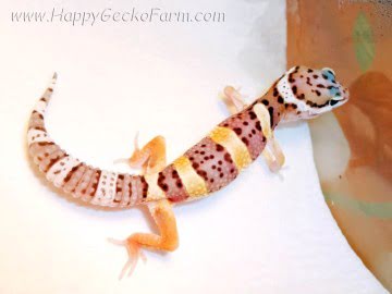 Normal poss High Yellow Image 0