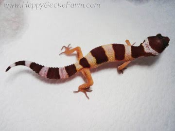 Tremper Albino (проект Lemonchello) Image 0
