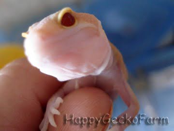 RAPTOR Ruby Eyes Image 1