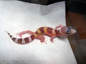 Banded RAPTOR Image 0
