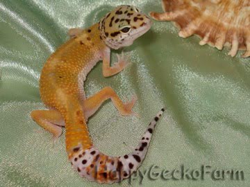 Hypo Tangerine Image 0