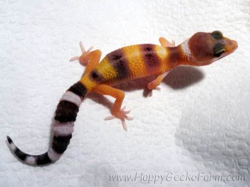 Tangerine poss SHT Image 3