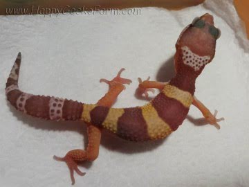 Tremper Albino (проект Lemonchello) Image 0