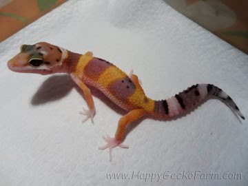 Tangerine poss SHT Image 2