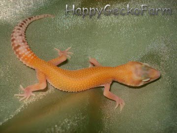 RAPTOR  Ruby Eyes Image 0