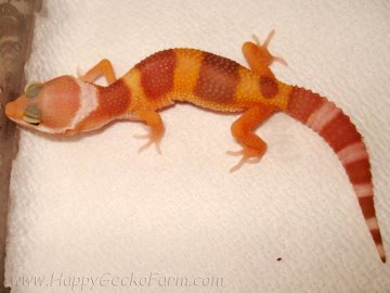 Tremper Albino Image 1