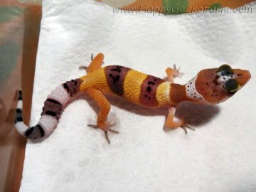 Tangerine poss SHT Image 1