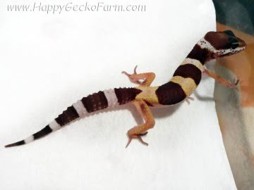 Tremper Albino (проект Lemonchello) Image 0