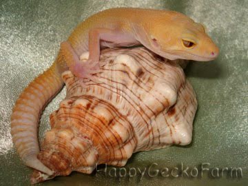 RAPTOR Snake Eyes Image 0