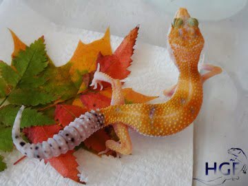 SHT Enigma Image 0