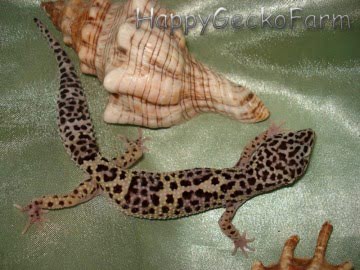 Mack Snow Jungle Image 1