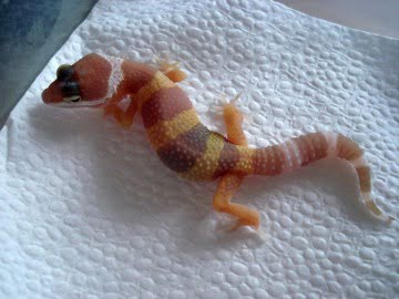 Tremper Albino Image 1
