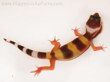 SHT poss Electric Image 2