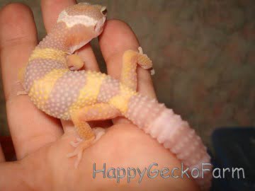 Tremper Albino Image 0