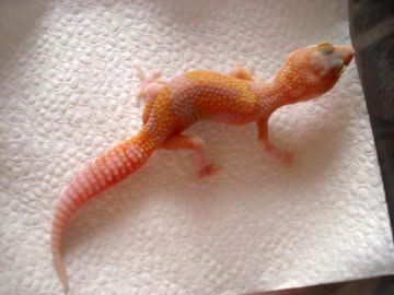 RAPTOR  Ruby Eyes Image 0