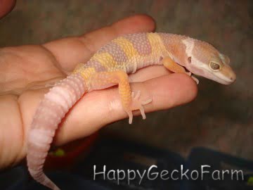Tremper Albino Image 1