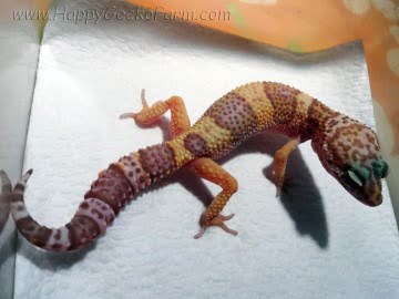 Tremper Albino (проект Lemonchello) Image 0