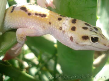 W&Y х RAPTOR Image 0