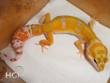 Tangerine Tremper Albino Image 6