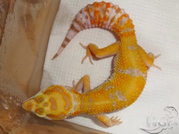 Tangerine Tremper Albino Image 7
