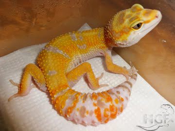 Tangerine Tremper Albino Image 8