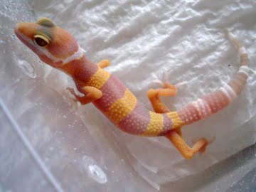Tremper Albino Image 2