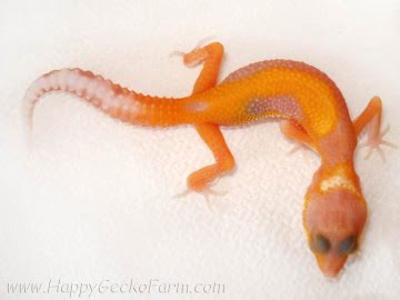 APTOR Image 4