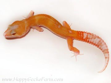 RAPTOR Snake Eyes Image 1