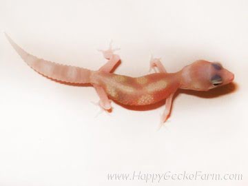 RAPTOR Ruby Eyes Image 0