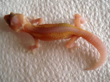 RAPTOR Ruby Eyes Image 2