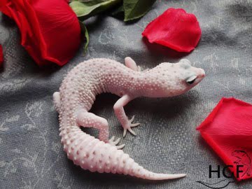 IRBIS het RAPTOR Image 0