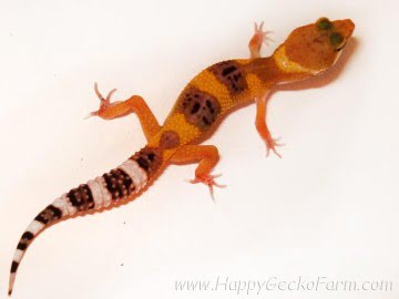 Tangerine poss SHT Image 0