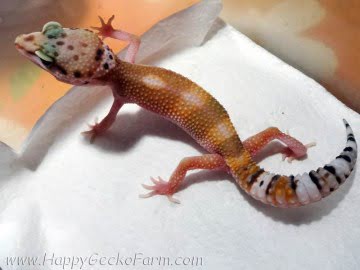 Tangerine poss Emerald Image 8