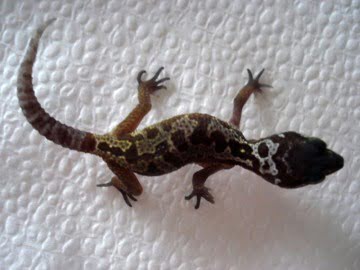 Patternless Image 1