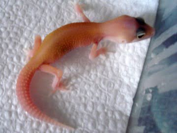 RAPTOR  Ruby Eyes Image 3
