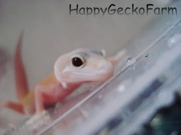 RAPTOR  Ruby Eyes Image 2