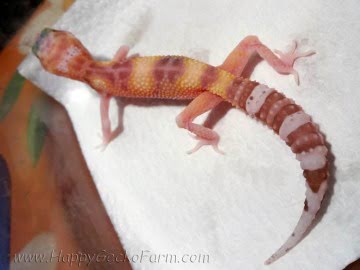 RAPTOR Image 10