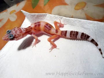 Tremper Albino het RAPTOR Image 0