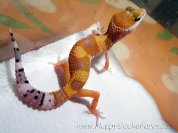 SHT poss Electric Image 8